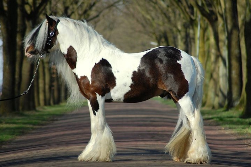 Irish Tinker Stable